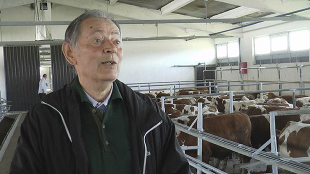 Поново се чује мукање телади